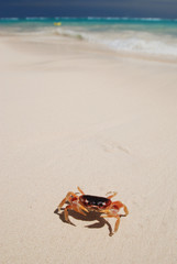 Crab on a beach