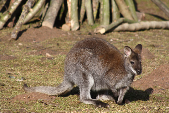 Bennettk&auml;nguru