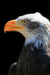 weißkopfseeadler