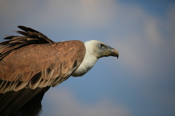 geier