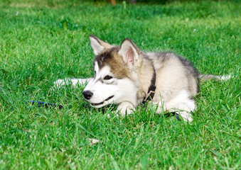 Husky Malamute