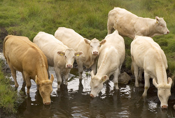 white cattle drinking water from a pond with green grass background