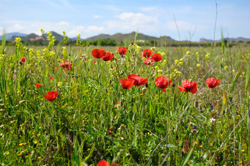 Summertime with poppies