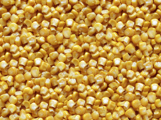 yellow corn texture