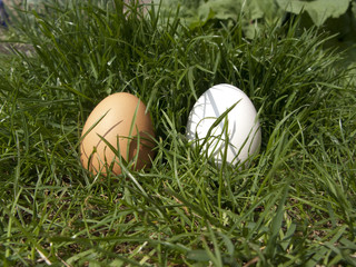 Oeufs au naturel