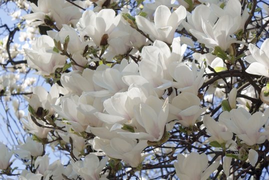 Fototapeta magnolia