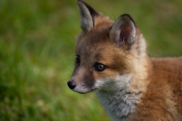 Red Fox in British Countryside