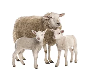 Papier Peint photo autocollant Moutons une brebis avec ses deux agneaux