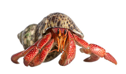 hermit crab - Coenobita perlatus