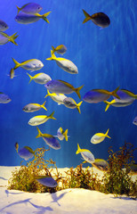 Obraz na płótnie Canvas Ryby morskie