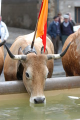 transhumance