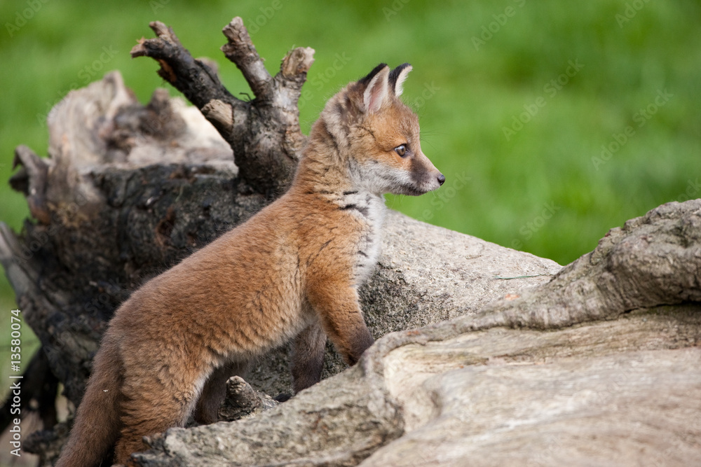 Wall mural red fox in british countryside