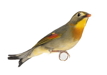 Red-billed Leiothrix - Leiothrix lutea