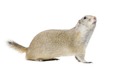 Wyoming Ground Squirrel - Spermophilus elegans (3 years old)