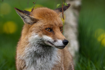 Red Fox in British Countryside