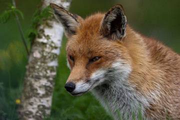 Fototapeta na wymiar Red Fox w brytyjskich wiejskie