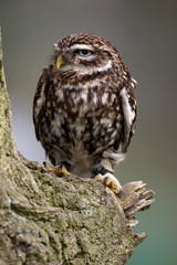 Little Owl on perch