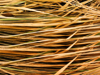 Grass dry last year's