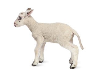 Side view of a Black and white Lamb (10 days old)