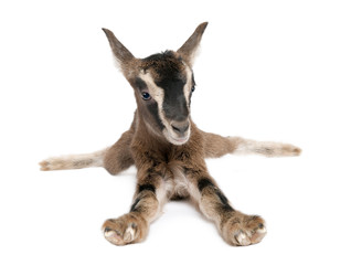 brown Young Goat lying down(3 weeks old)