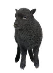 Fototapeta premium Young black sheep - Ouessant ram (1 month old)
