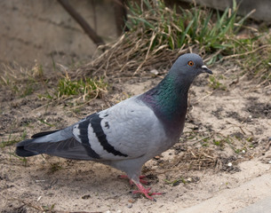 Grey pigeon