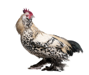 rooster Booted Bantam (1 year old)