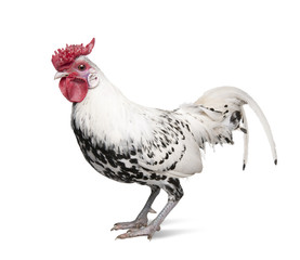 a Silver Spangled Hamburg rooster  (1 year old)