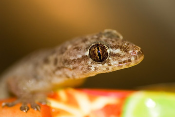 typical house pest lizard