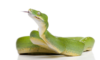 green tree python - Morelia viridis (5 years old)