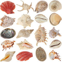 Shells-set