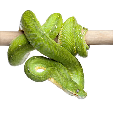 green tree python looking down - Morelia viridis (5 years old)