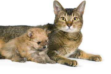 Cat and the puppy of the spitz-dog