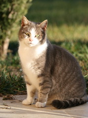 chat europeen