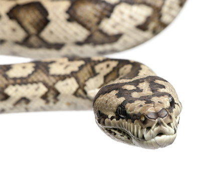 carpet python - Morelia spilota variegata