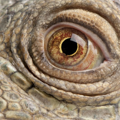 close-up on a Green Iguana - Iguana iguana (6 years old)