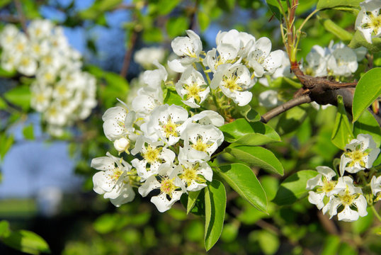 Birnbaumblüte - flowering of pear tree 02