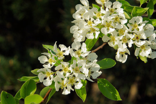 Birnbaumblüte - flowering of pear tree 10
