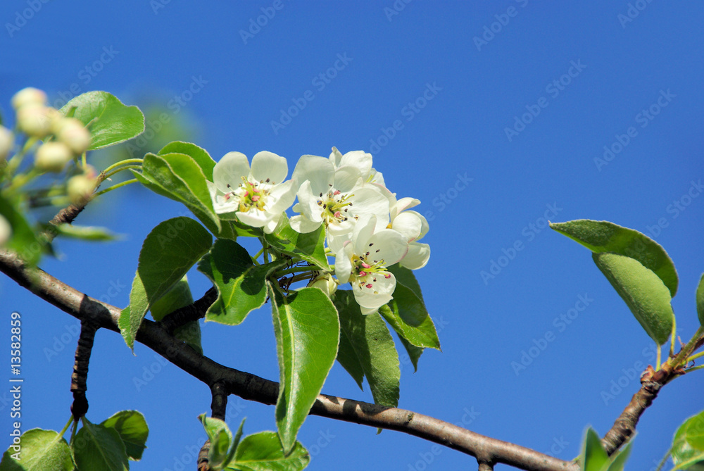 Sticker birnbaumblüte - flowering of pear tree 33