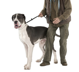 Great Dane puppy on a leash (6 months old)