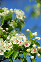 Birnbaumblüte - flowering of pear tree 34