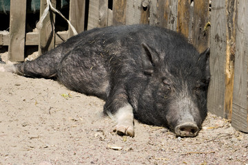 Black pig resting on the sun
