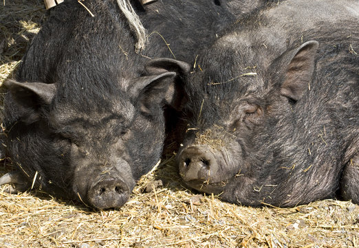 Two black pigs sleeping on the sun