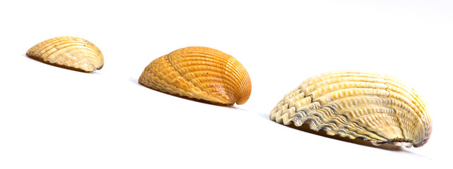 3 shells