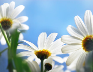 Marguerite close up