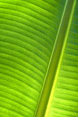 Banana leaf