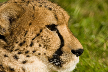 Acinonyx jubatus, Cheetah