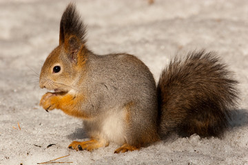 Sciurus vulgaris, Red squirrel (Eurasian)