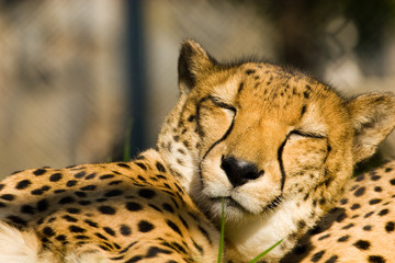 Acinonyx jubatus, Cheetah