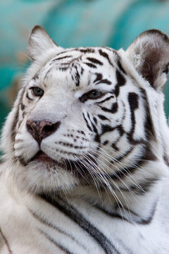 Panthera tigris (var. Alba), Bengal tiger